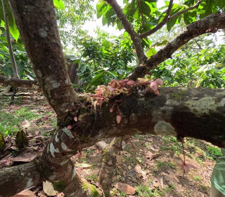 Bohol Chocolate Making and Farm Tour - Final Thoughts