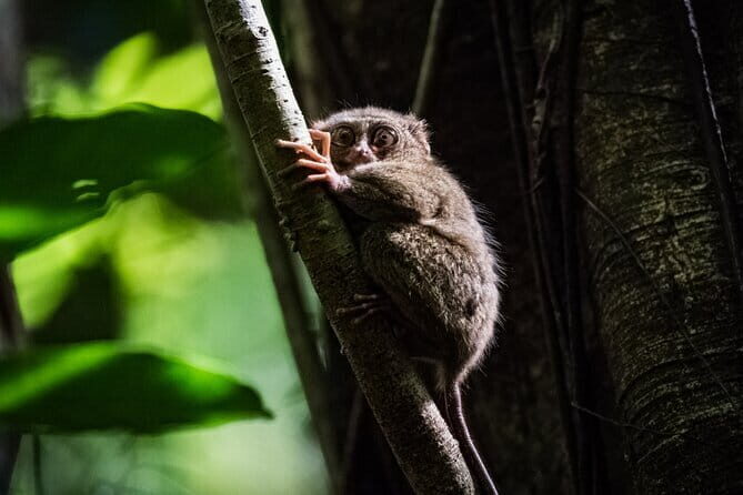 Bohol Country Side Tour - Private w/ Lunch - Good To Know