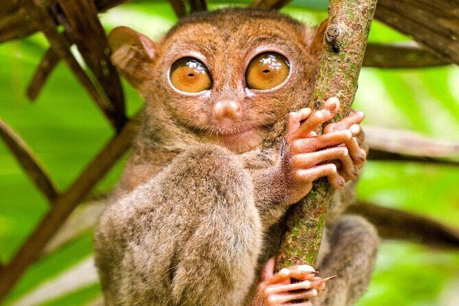 Bohol Countryside Tour to Chocolate Hills and Loboc River - Final Thoughts: Who Will Love This Tour?