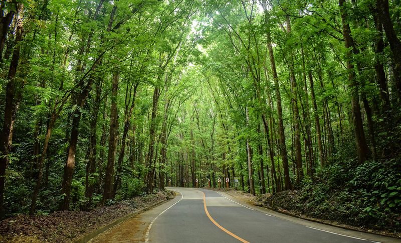 Bohol Countryside Tour with Firefly Watching - The Man-made Forest and the road between sights