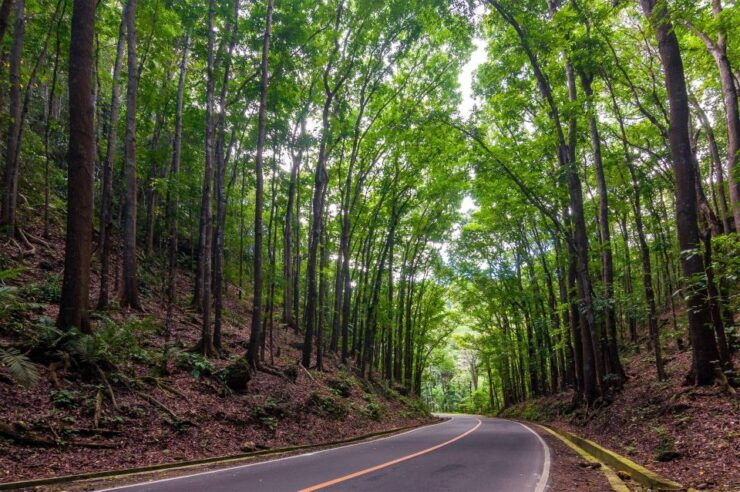 Bohol Countryside Tour With Loboc (Buffet Lunch) - Tour Highlights