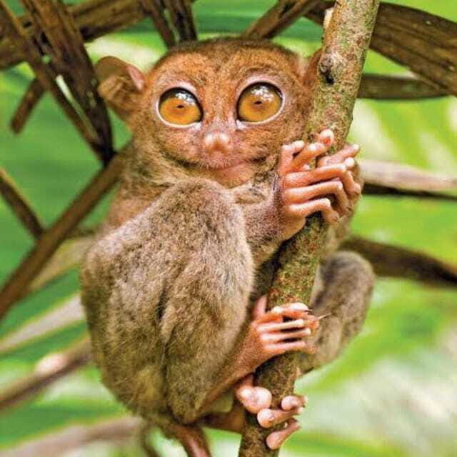 Bohol Countryside Tour with Local Guide - FAQ