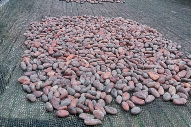 Bohol Countryside Tour with Lunch at Loboc River Cruise - Who Will Appreciate This Tour?