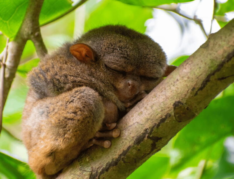 Bohol: Countryside Tour with Tarsiers and Chocolate Hills - Who Should Consider This Tour?