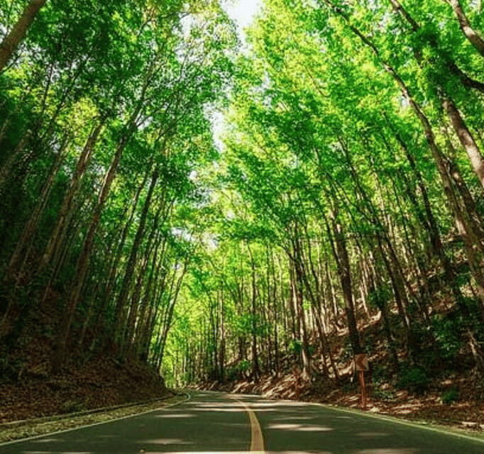 Bohol Day Tour From Cebu City or Mactan (Private Tour) - Introduction: What You Can Expect from This Bohol Escape