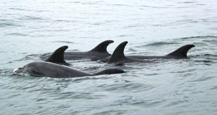 Bohol: Dolphin and Sea Turtle Watching Island Hopping Tour - Tour Experience
