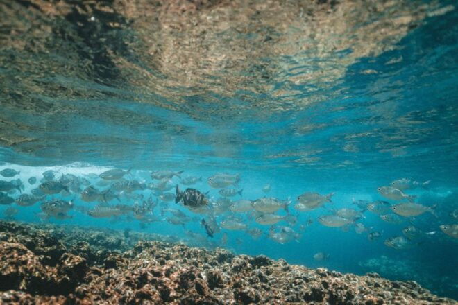 Bohol: Dolphin and Sea Turtle Watching Island Hopping Tour - Directions