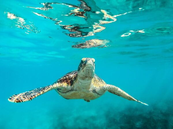 Bohol: Dolphin and Sea Turtle Watching Island Hopping Tour - The Sum Up