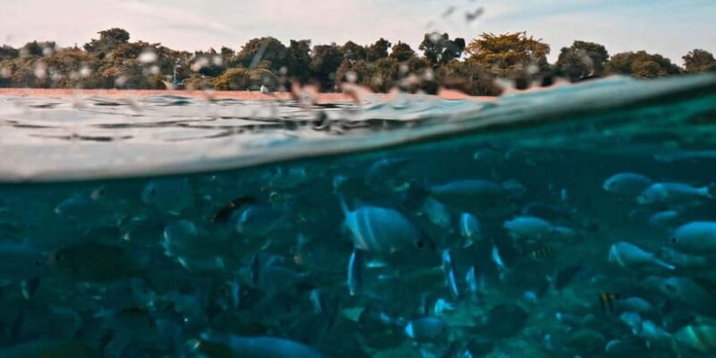 Bohol: Dolphin Watching & Balicasag Island Hopping Tour - What to Expect from the Tour