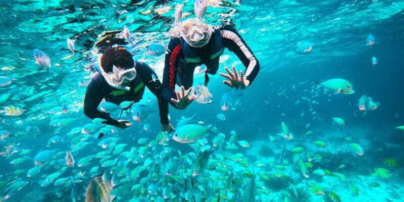 Bohol: Dolphin Watching & Balicasag Island Hopping Tour - Who Should Consider This Tour