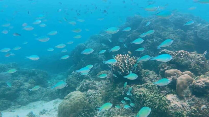 Bohol: Dolphin Watching & Snorkeling at Balicasag Island - Who Will Enjoy This Tour?