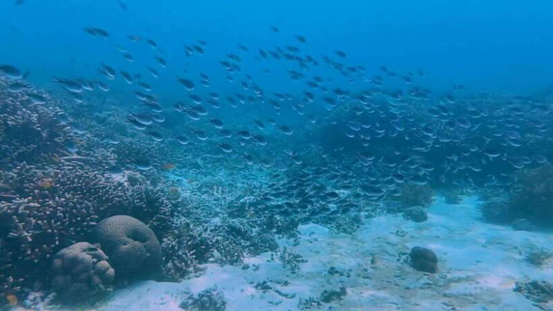 Bohol: Dolphin Watching & Snorkeling at Balicasag Island - The Crowds and Your Experience