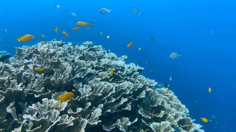 Bohol: Dolphin Watching & Snorkeling at Balicasag Island - Is It Worth the Price?