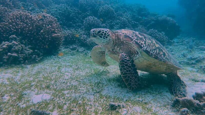 Bohol: Dolphin Watching & Snorkeling at Balicasag Island - Who Will Enjoy This Tour?