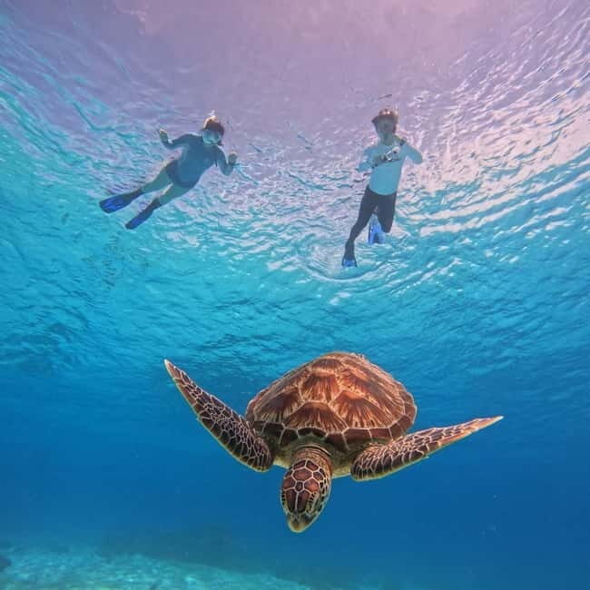 BOHOL: Dolphin Watching, Turtle Swim and Island Party - Authentic Insights from Travelers