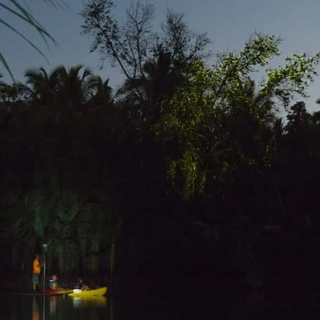 Bohol: Firefly Watching Shared Tour - In-Depth Look at the Tour