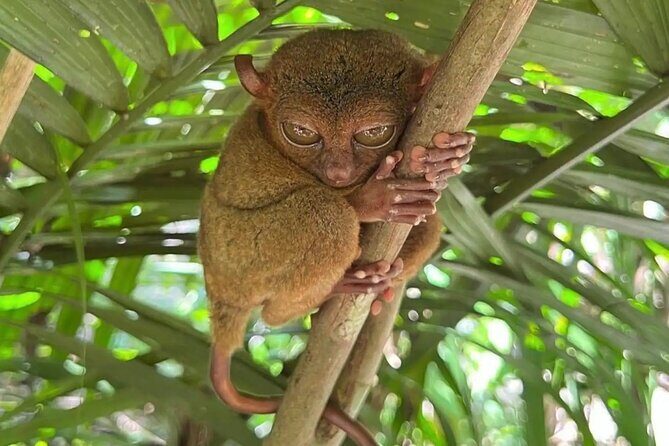 Bohol Full Day Waterfall & Countryside Scooter Tour - Price and Value Analysis