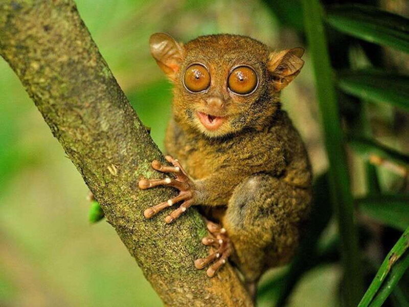 Bohol: Guided Chocolate Hills & Tarsiers Tour - An In-Depth Look at the Bohol Experience