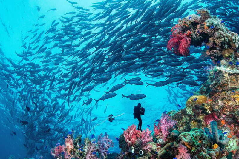 Bohol island: Fun dive local dive - Final Thoughts