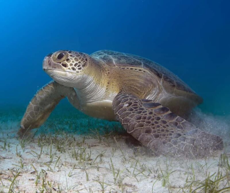 Bohol: Island Hopping with Snorkeling at Balicasag Island - Good To Know