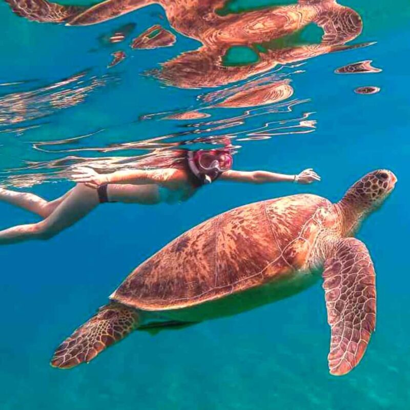 Bohol: Island Hopping with Snorkeling at Balicasag Island - What to Expect from the Tour