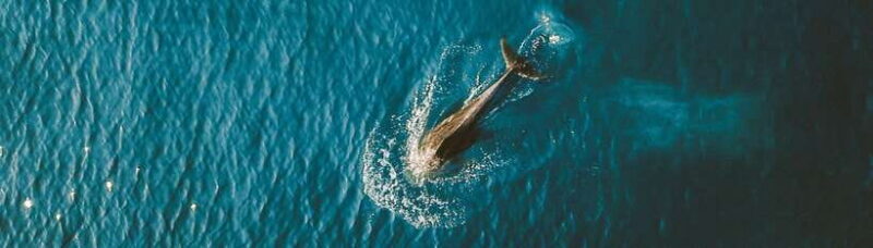 Bohol: Pamilacan Island Dolphin/Turtle Watching Tour & Lunch - What Makes This Tour Special?