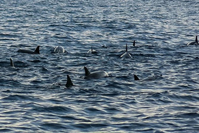 Bohol: Pamilacan Island Dolphin & Whale Watching Tour - Tour Inclusions
