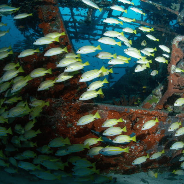 Bohol: Pamilacan Island Fun Dive Experience! - FAQ