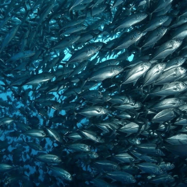 Bohol: Pamilacan Island Fun Dive Experience! - FAQ