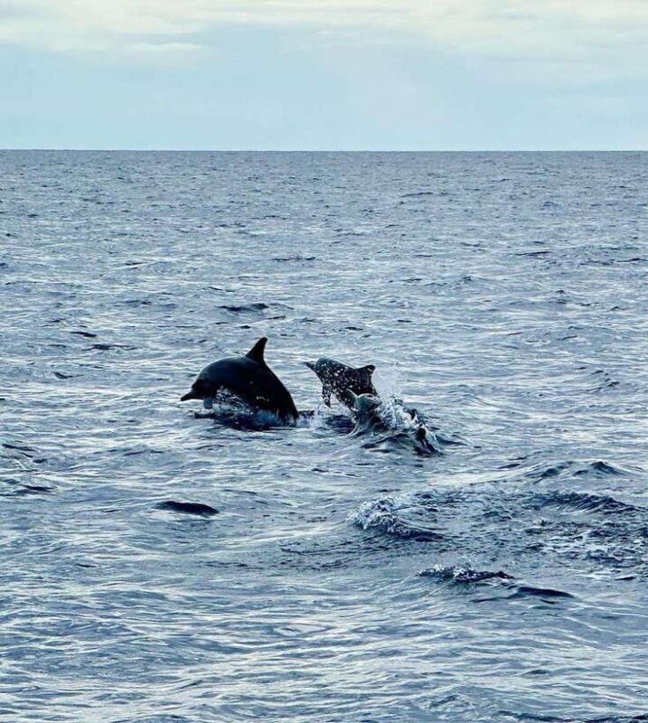 Bohol PAMILACAN Island Turtle & Dolphin Watching - Experience Overview