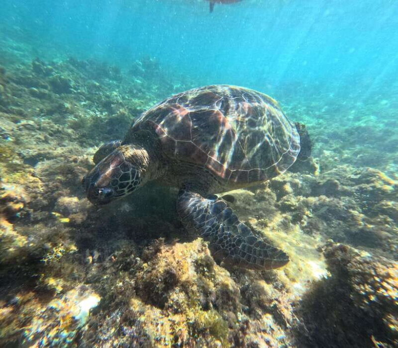 Bohol PAMILACAN Island Turtle & Dolphin Watching - Why the Tour Offers Great Value