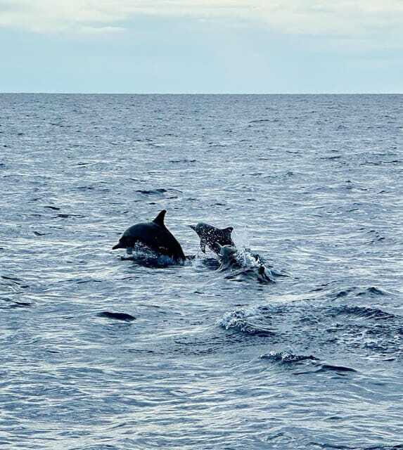 Bohol PAMILACAN Island Turtle & Dolphin Watching - Practical Tips & Recommendations