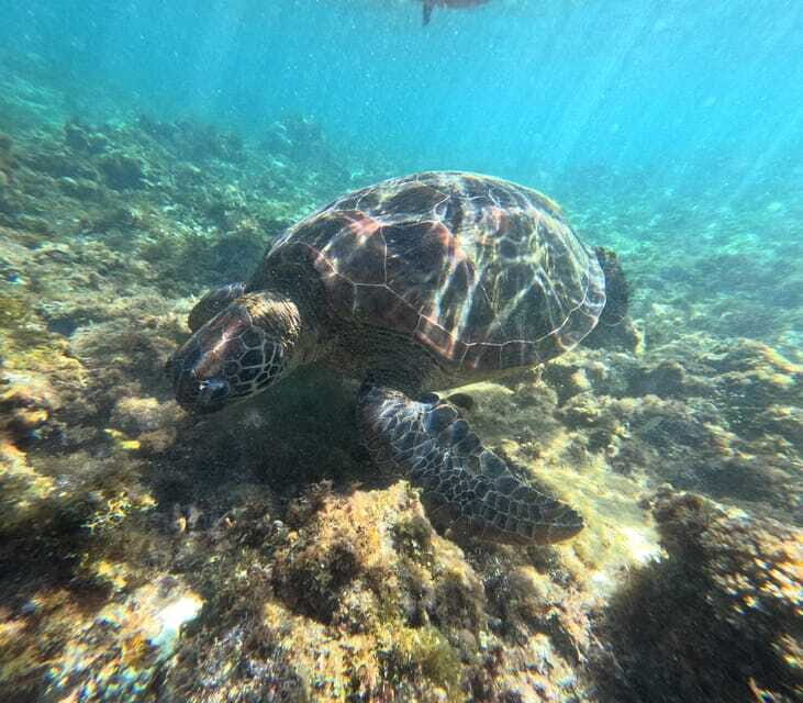 Bohol PAMILACAN Island Turtle & Dolphin Watching - Who Should Consider This Tour?