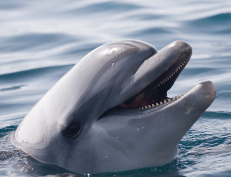 Bohol: Panglao Island Hopping & Dolphin Watching Tour - Good To Know