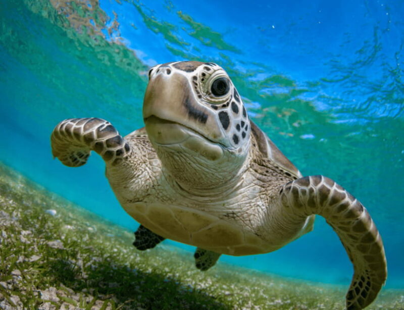 Bohol: Panglao Island Hopping & Dolphin Watching Tour - The Experience in Detail