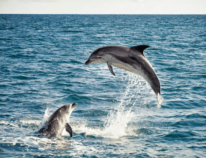 Bohol: Panglao Island Hopping & Dolphin Watching Tour - Practical Tips for Booking and Participation