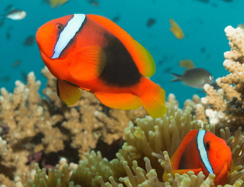 Bohol: Panglao Island Hopping & Dolphin Watching Tour - Authentic Experiences and Real-World Insights