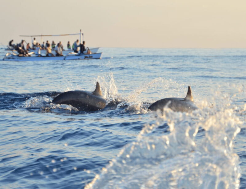 Bohol: Panglao Island Hopping & Dolphin Watching Tour - Who Will Appreciate This Tour?