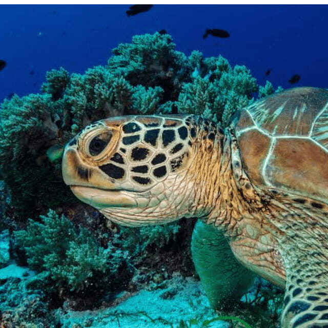 Bohol: Panglao Island Hopping Tour with Snorkeling (Private) - Why This Tour Works