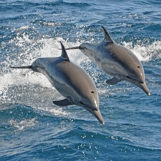 Bohol: Panglao Island Hopping Tour with Snorkeling (Private) - Who Should Consider This Tour?