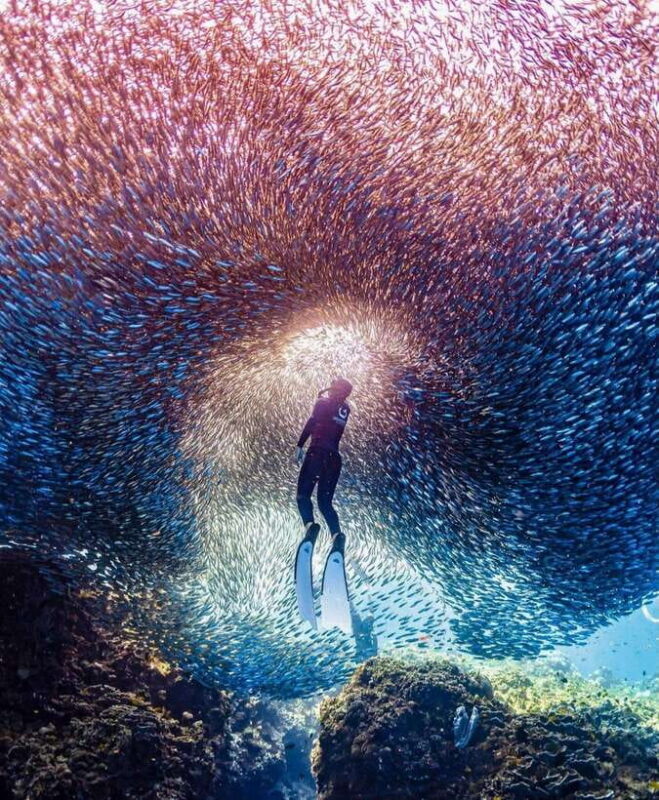 Bohol: Private Sardine Snorkel & Tropical Fish Tour - Good To Know