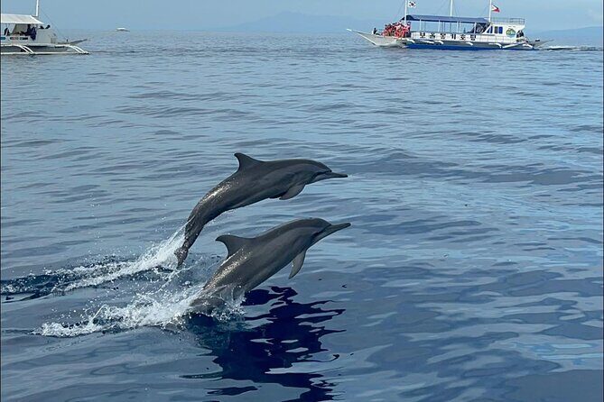 Bohol Province Balicasag Island Day Tour - Why This Tour Is a Great Pick