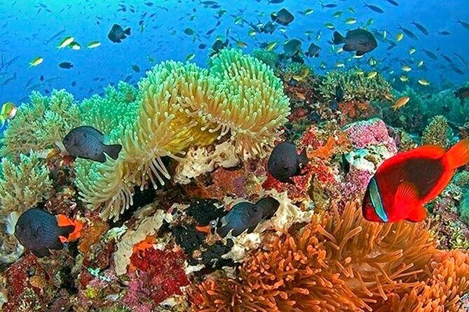 Bohol Province Balicasag Island Day Tour - Who Should Book This Tour?