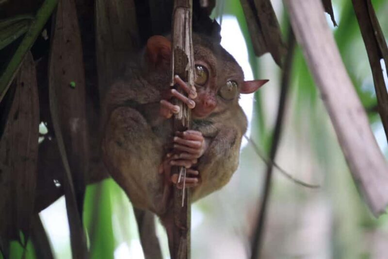 Bohol: Sunset Chocolatehills Tour with Buffet Cruise Lunch - Good To Know