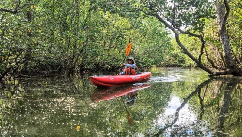 Bohol: SUSTAINABLE Mangrove Tunnels & Firefly Kayaking trail - An Authentic Look at the Experience