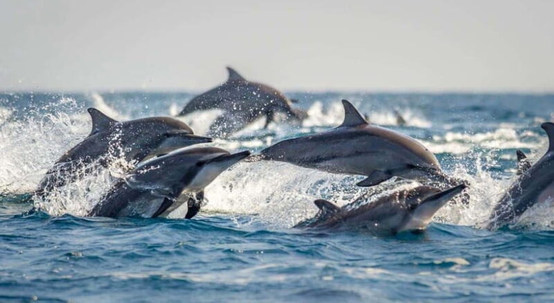 Bohol: Swim with Sea Turtles & Dolphins Island Hopping Tour - Final Thoughts