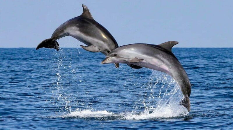 Bohol: Swim with Sea Turtles & Dolphins Island Hopping Tour - Who Should Book This Tour?