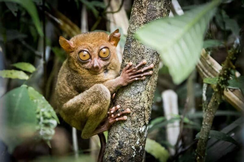 Bohol: Waterfalls, Kayak, Hills Hike, & Tarsier Eco Tour - Exploring the Natural Wonders of Bohol