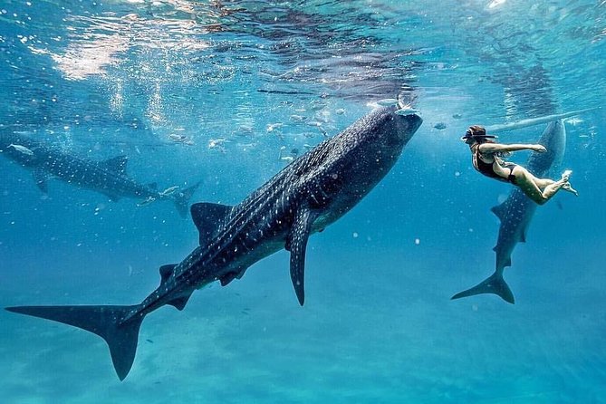 Bohol Whale-shark Encounter - Pricing and Booking Details