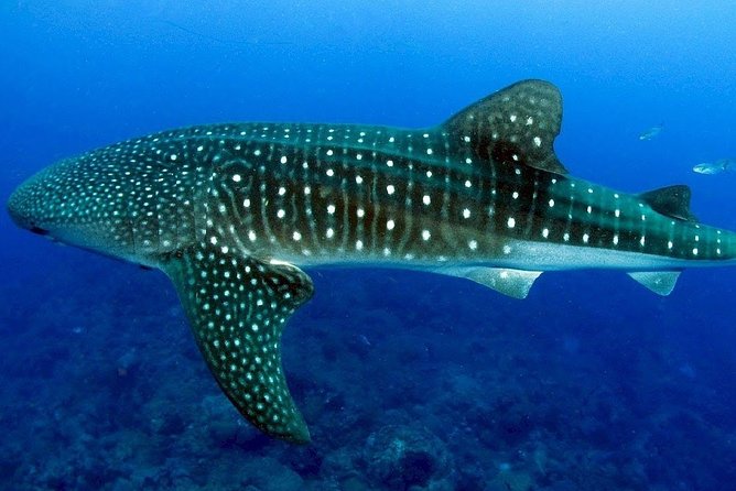 Bohol Whale Shark Interaction - Cancellation Policy
